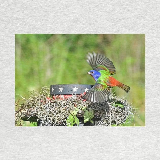 Painted Bunting Bird in Flight by candiscamera